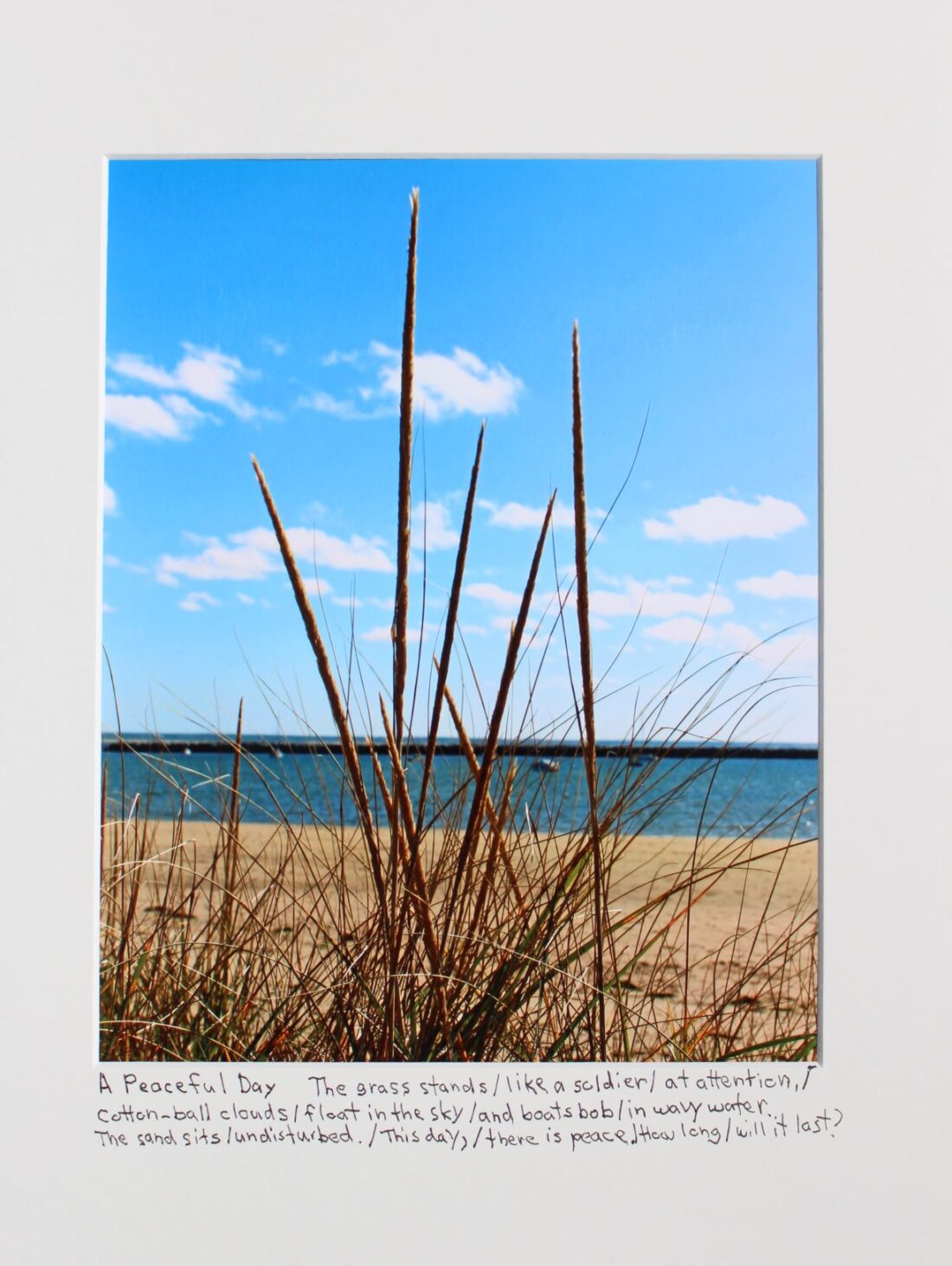 a photograph of beach grass against a background of sand, water, and sky